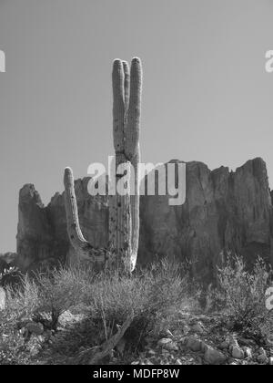 Black and white desert scenes with saguaro cactus, desert roads and ...