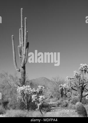 Black And White Desert Scenes With Saguaro Cactus, Desert Roads And 