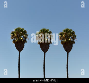 Three Tree palm trees in a row, Port Elizabeth, Nelson Mandela Bay, Eastern Cape, South Africa Stock Photo