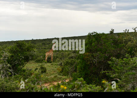 Giraffe in the bush, Western Cape, South Africa Stock Photo