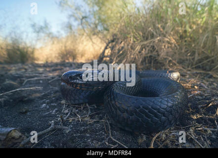 Wild eastern indigo snake (Drymarchon couperi), Florida, United States Stock Photo