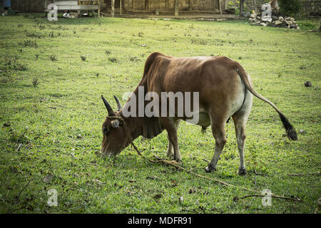 Brazilian beef cattle bull in field - nellore, white cow Stock Photo