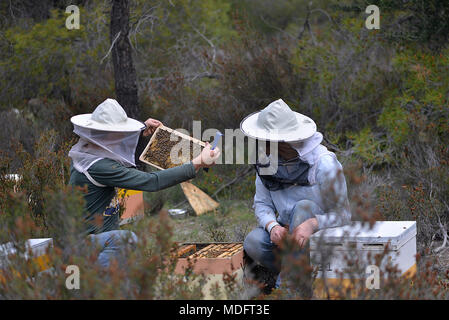 Two beekeepers checking bees in beehives Stock Photo