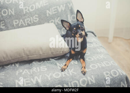 Portrait of a black miniature pinscher dog sitting on a sofa Stock Photo