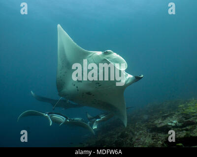 School of manta rays swimming over a reef, Maldives Stock Photo