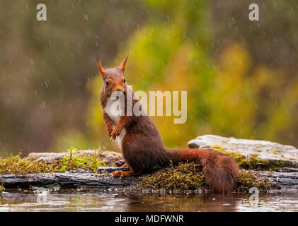 Squirrel standing in rain, Artica, Navarra, Spain Stock Photo