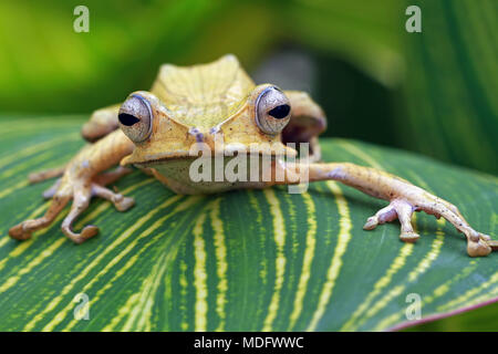 Eared tree frog (polypedates otilophus) on a leaf Stock Photo