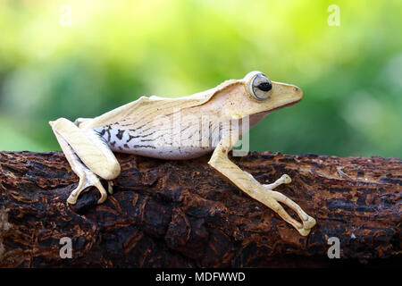 Eared tree frog (polypedates otilophus) on a tree Stock Photo