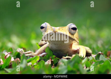 Eared tree frog (polypedates otilophus) sitting on grass Stock Photo
