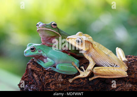 JAKARTA, INDONESIA: CUTE pictures of three little tree frogs enjoying some  downtime have been snapped by an amateur photographer. This tight trio can  be seen hanging out together enjoying a lazy day