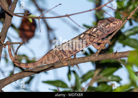 Oustalet's or Malagasy Giant Chameleon (Furcifer oustaleti), Madagascar. Stock Photo