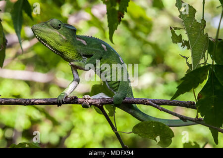 Green Furcifer Oustaleti Chameleon, Isalo N.P. Madagascar Stock Photo