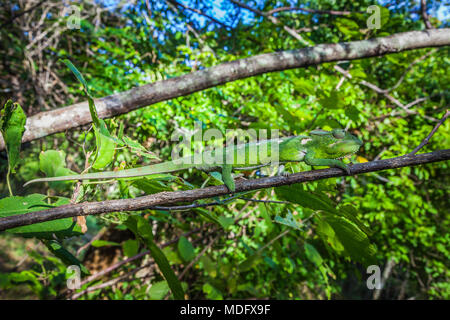 Green Furcifer Oustaleti Chameleon (Furcifer oustaleti), Isalo N.P. Madagascar Stock Photo