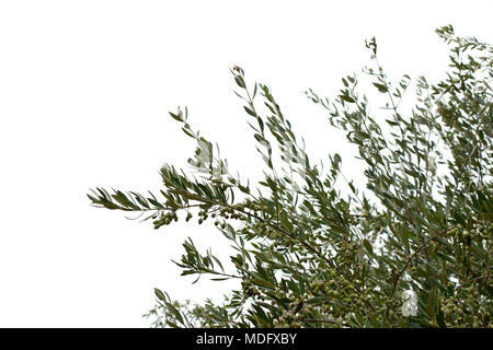 Olive tree branches with olives on white background. Stock Photo