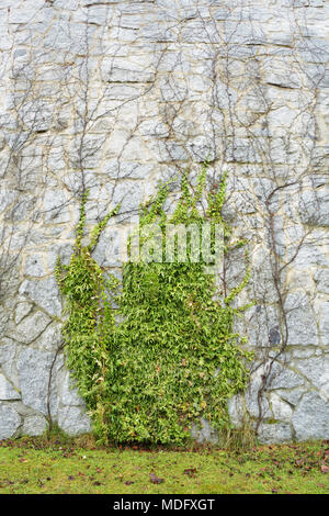 Green climbing plant on grey stone wall Stock Photo