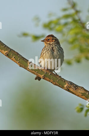 Little Bunting (Emberiza pusilla) adult, perched on budding twig ...