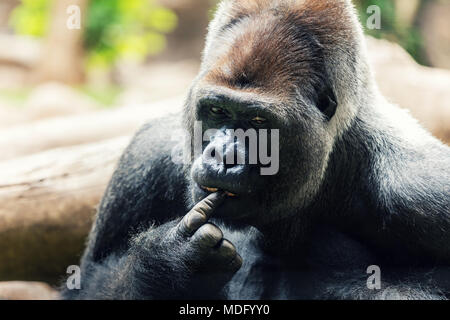 silverback gorilla with finger in mouth Stock Photo