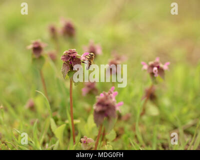Bee on small lilac wildflowers Stock Photo