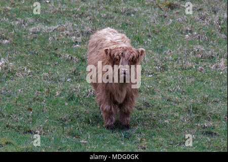Scottish Scots highland cattle wee cow baby coo calf in open green field alone nobody crying mooing Stock Photo