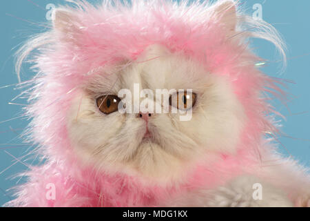 portrait of a white persian cat Stock Photo