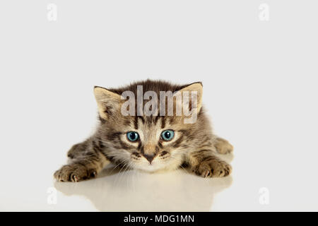 kitten, black tabby, 27 days old, lying on a white background Stock Photo
