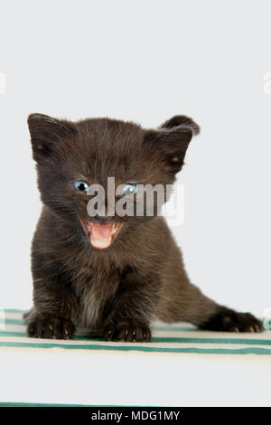 black kitten, 27 days old, meowing Stock Photo