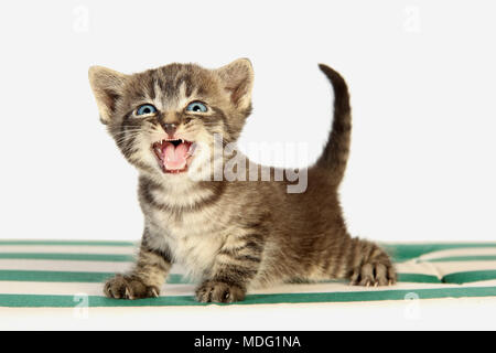 kitten, 27 days old, black tabby, meowing Stock Photo