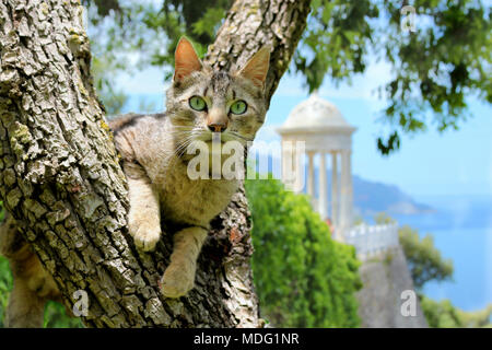 domestic cat, black tabby, climbing in a tree Stock Photo