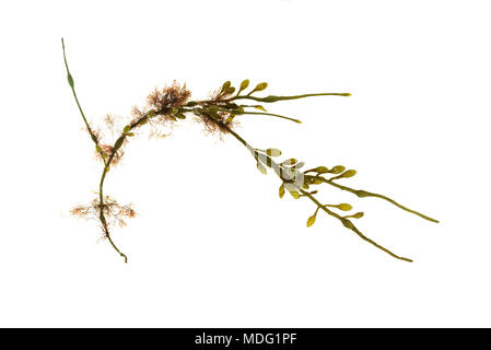 Ascophyllum nodosum with hemiparasitic Vertebrata lanosa (syn. Polysiphonia lanosa.) Stock Photo
