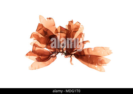 Dulse (Palmaria palmata) floating in water, lit from behind on a white background Stock Photo