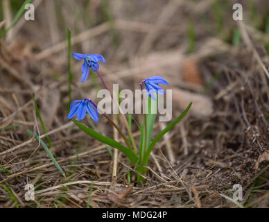 Squill, Scilla bifolia violet spring flowers. Alpine squill , two-leaf squill Stock Photo