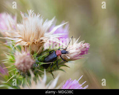 Lema melanopa. The Cereal Leaf Beetle (Oulema melanopus). Stock Photo