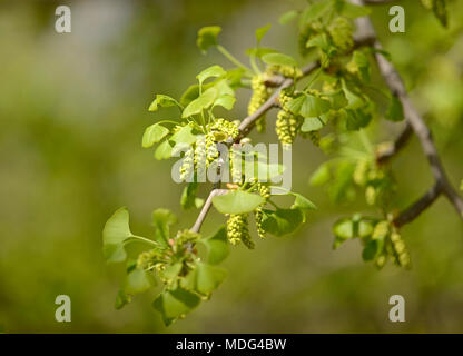 Pollen cones of male Ginkgo biloba trees at Beijing Botanic Garden, Beijing, China Stock Photo