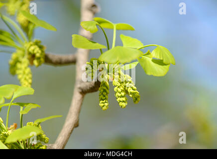 Pollen cones of male Ginkgo biloba trees at Beijing Botanic Garden, Beijing, China Stock Photo