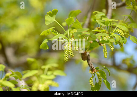 Pollen cones of male Ginkgo biloba trees at Beijing Botanic Garden, Beijing, China Stock Photo