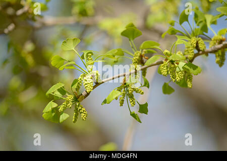 Pollen cones of male Ginkgo biloba trees at Beijing Botanic Garden, Beijing, China Stock Photo