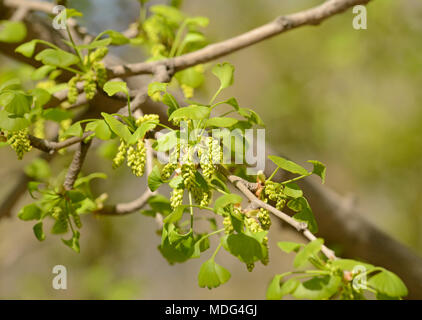 Pollen cones of male Ginkgo biloba trees at Beijing Botanic Garden, Beijing, China Stock Photo