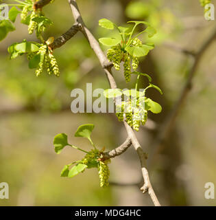 Pollen cones of male Ginkgo biloba trees at Beijing Botanic Garden, Beijing, China Stock Photo