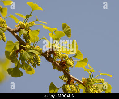 Pollen cones of male Ginkgo biloba trees at Beijing Botanic Garden, Beijing, China Stock Photo