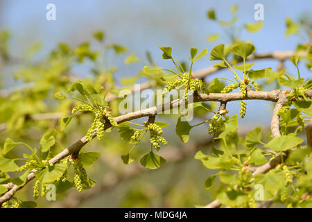 Pollen cones of male Ginkgo biloba trees at Beijing Botanic Garden, Beijing, China Stock Photo