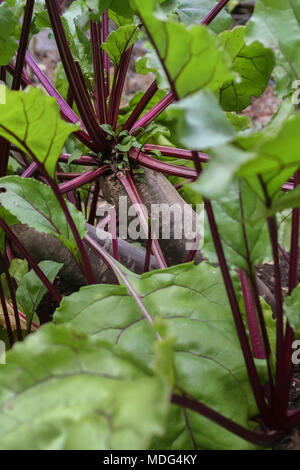 Long red cylindrical beets (beetroot), surrounded by green leaves, grow densely in a backyard food garden in August (close view from ground level). Stock Photo