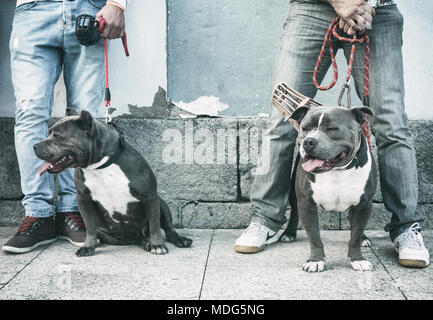 American Bully breed dogs Stock Photo