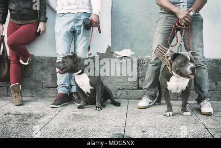 American Bully breed dogs Stock Photo