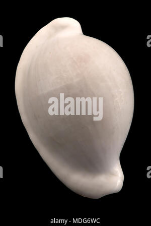 Seashell of Egg cowry (Ovula ovum), Malacology collection, Spain, Europe Stock Photo
