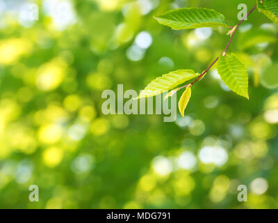 Sunny green elm tree branch with young leaves on the spring blurred garden background Stock Photo