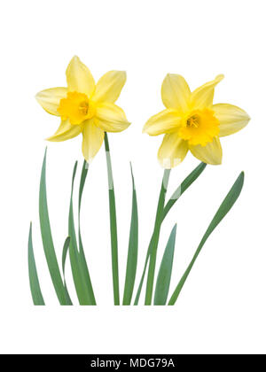 Two yellow daffodil flowers with leaves isolated on white Stock Photo