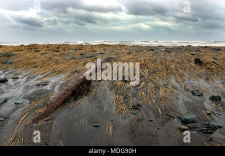 Driftwood log on Long Beach, Lower East Chezzetcook, Nova Scotia, Canada Stock Photo