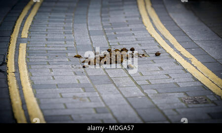 Pile of Horse Manure in middle of road. Stock Photo