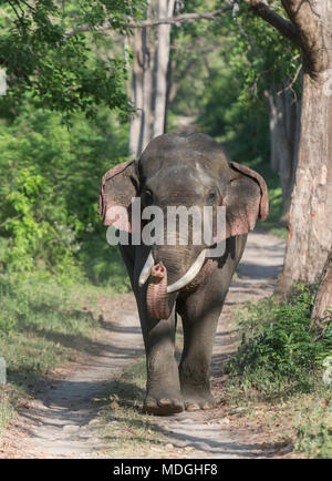 Asiatic elephant walking towards safari vehical Stock Photo