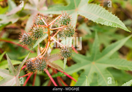 Close up of small prickly fruits growing on castor oil plant, Ricinus communis, Easter island, Pacific, Chile, from which the nerve agent ricin comes